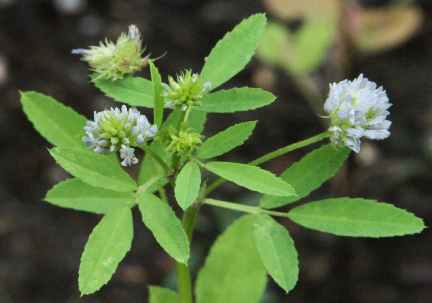 شنبلیله آبی